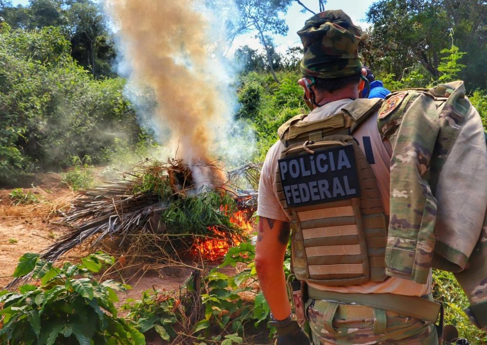 Polícia Federal e PRF erradicam 538 mil pés de maconha em Pernambuco
