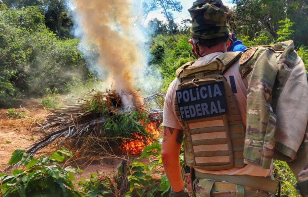 Operação da PF, PM e Civil erradica 80 mil pés de maconha no sertão de Pernambuco