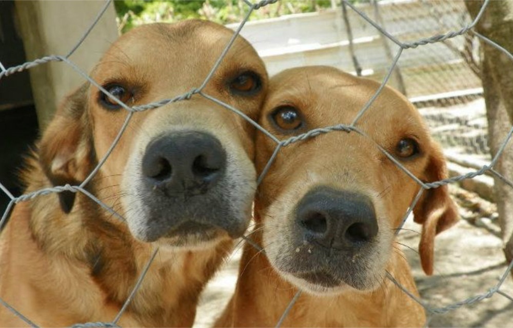 Prefeitura do Ipojuca vai promover ações proteção aos animais vítimas de maus tratos