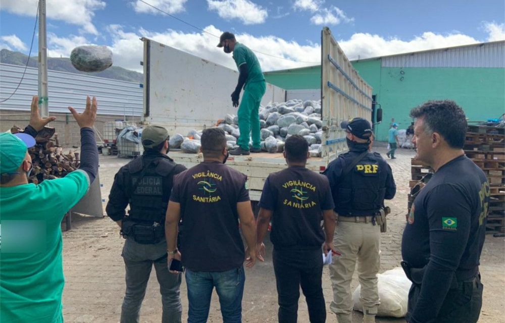 Polícia Federal incinera 2 toneladas de maconha em Salgueiro