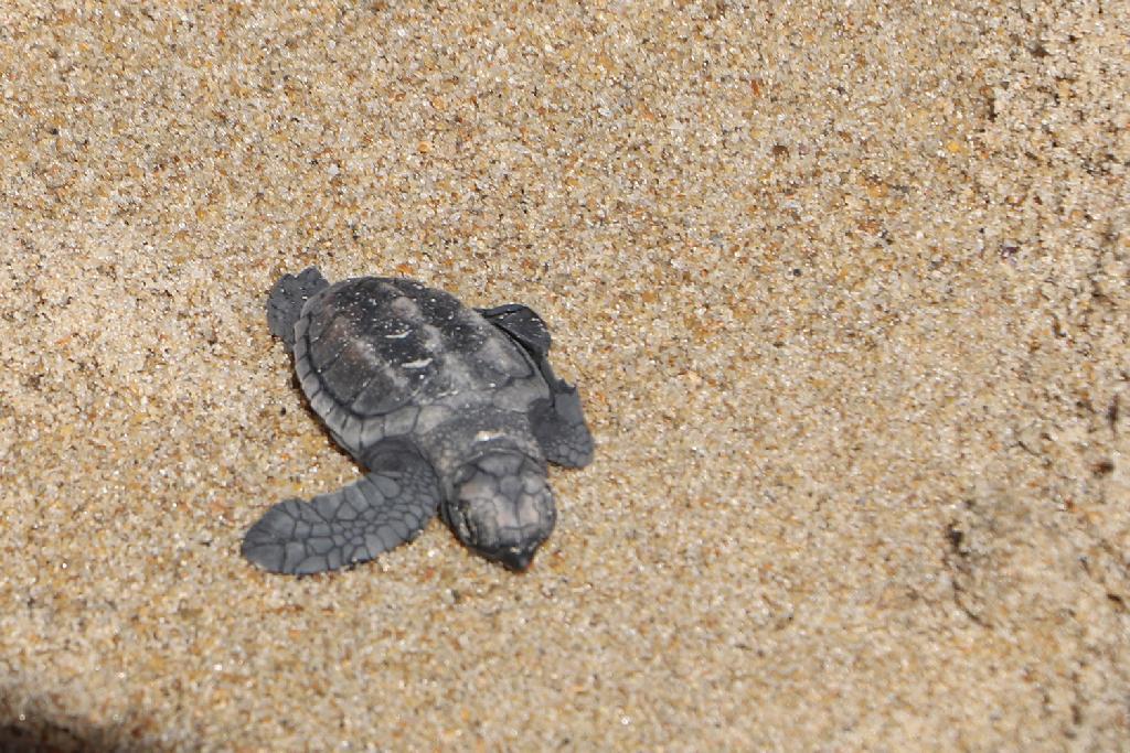 Prefeitura monitora caminhada ao mar de filhotes de tartaruga nesta terça-feira (23/04)