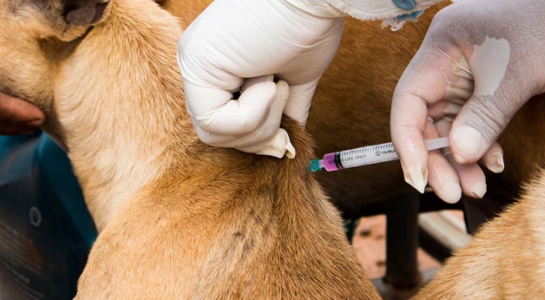 Campanha de vacinação antirrábica gratuita para cães e gatos acontece no Recife