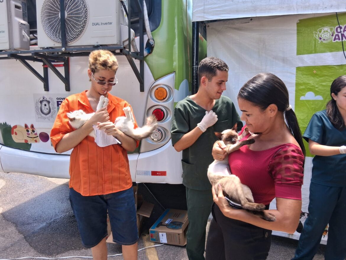 Em Olinda, mutirão de castração é finalizado com mais de 2.500 procedimentos