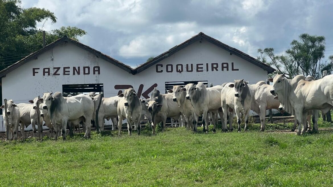 AGRESTE RECEBE LEILÃO DE NELORE, NO PRÓXIMO DIA 11 DE ABRIL