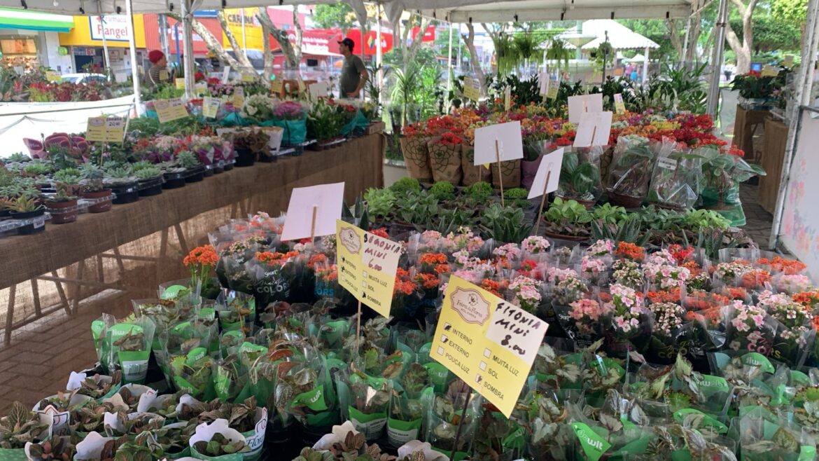 Flores a partir de R$ 5: Feira de Holambra chega a Carpina com grande variedade de plantas