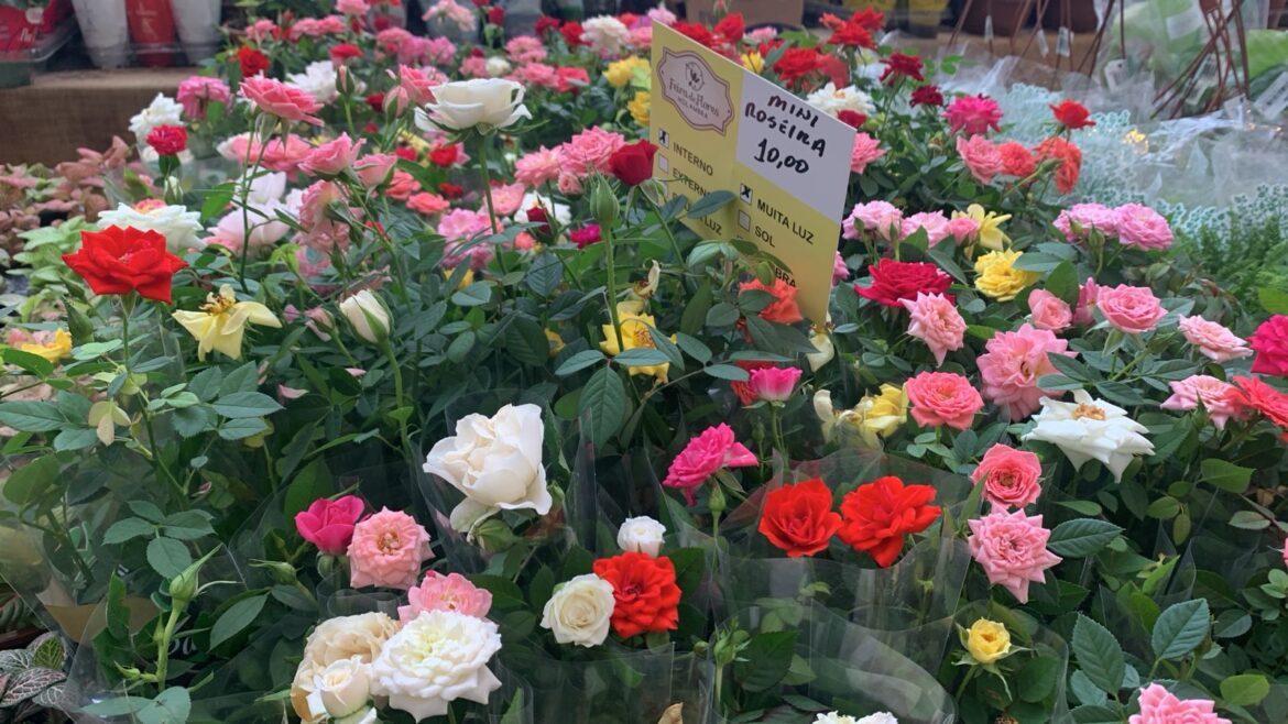 Feira de Flores de Holambra chega a Paulista e Olinda com mais de 200 espécies e preços a partir de R$ 5